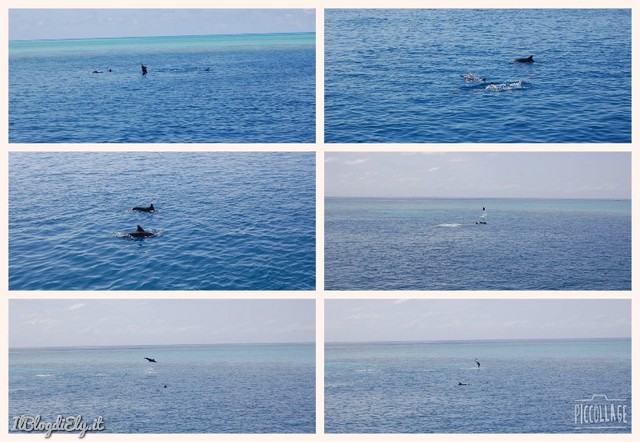 Delfini-Maldive-Alternative