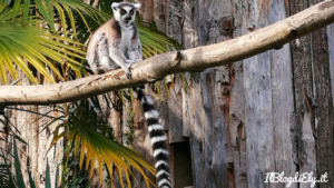 lemuri giardino zoologico di pistoia