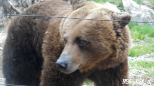 orso bruno domenica allo zoo di pistoia