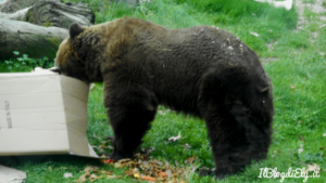 merenda con l'orso bruno zoo di pistoia