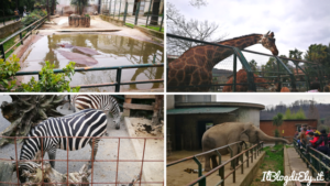 zebre elefante giraffa zoo di pistoia